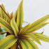 Rhoeo Golden, Rhoeo Spathacea Sitara Gold - Plant
